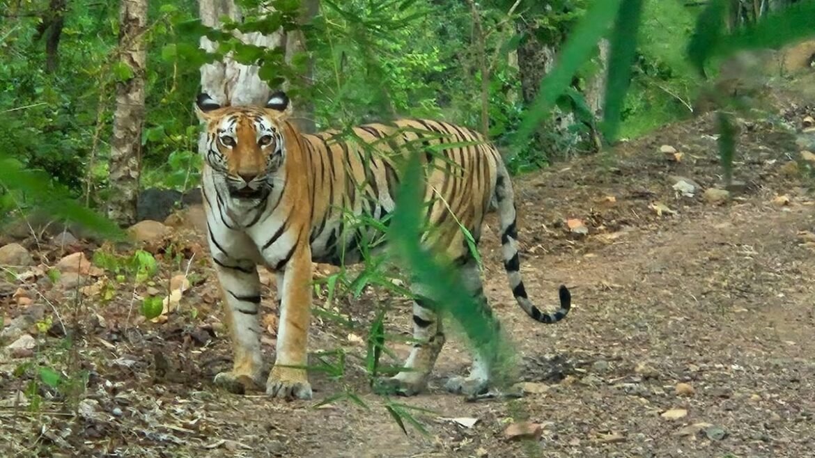 ratapani tiger reserve